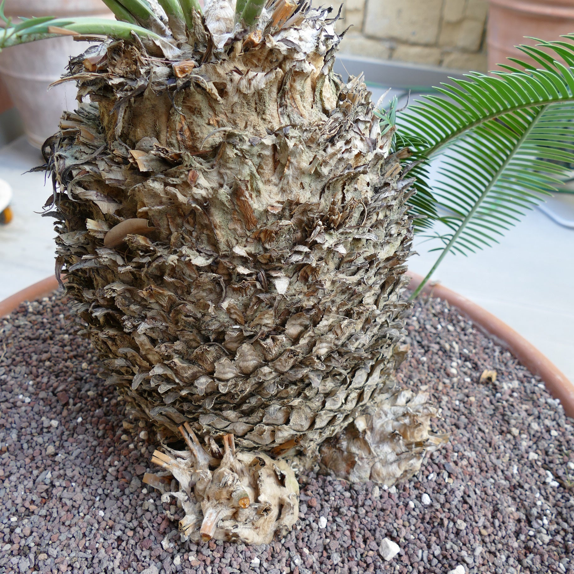 Dioon angustifolium mature caudex with textured bark and green pinnate leaves growing in pot