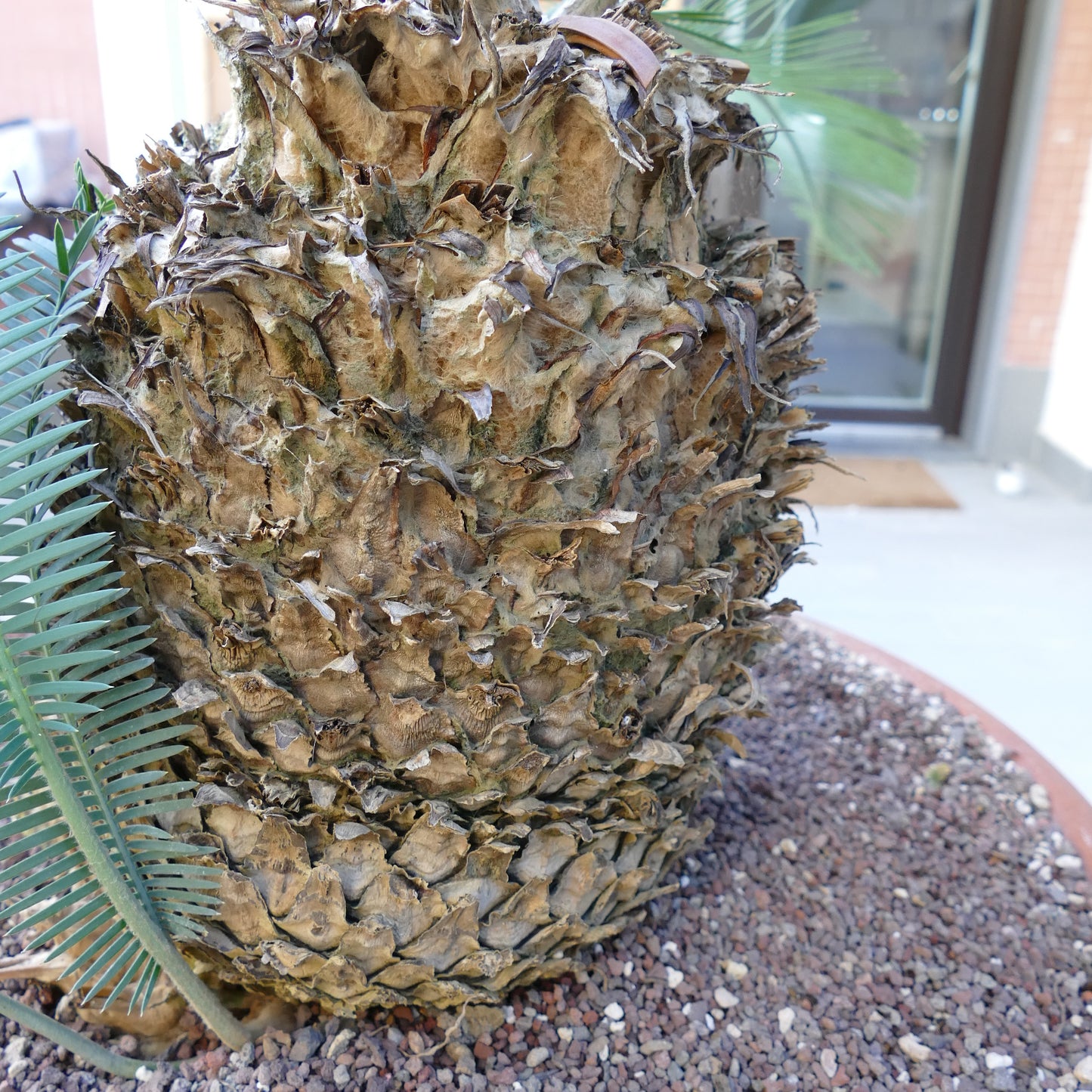Dioon angustifolium mature caudex with textured brown bark and green pinnate leaves emerging