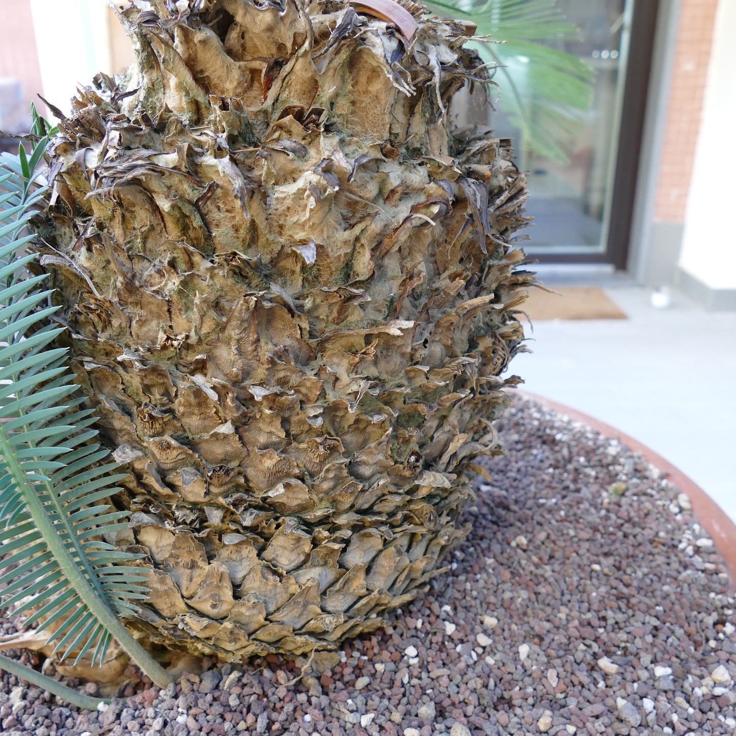 Dioon angustifolium thick caudex with rough textured bark and green pinnate leaves emerging
