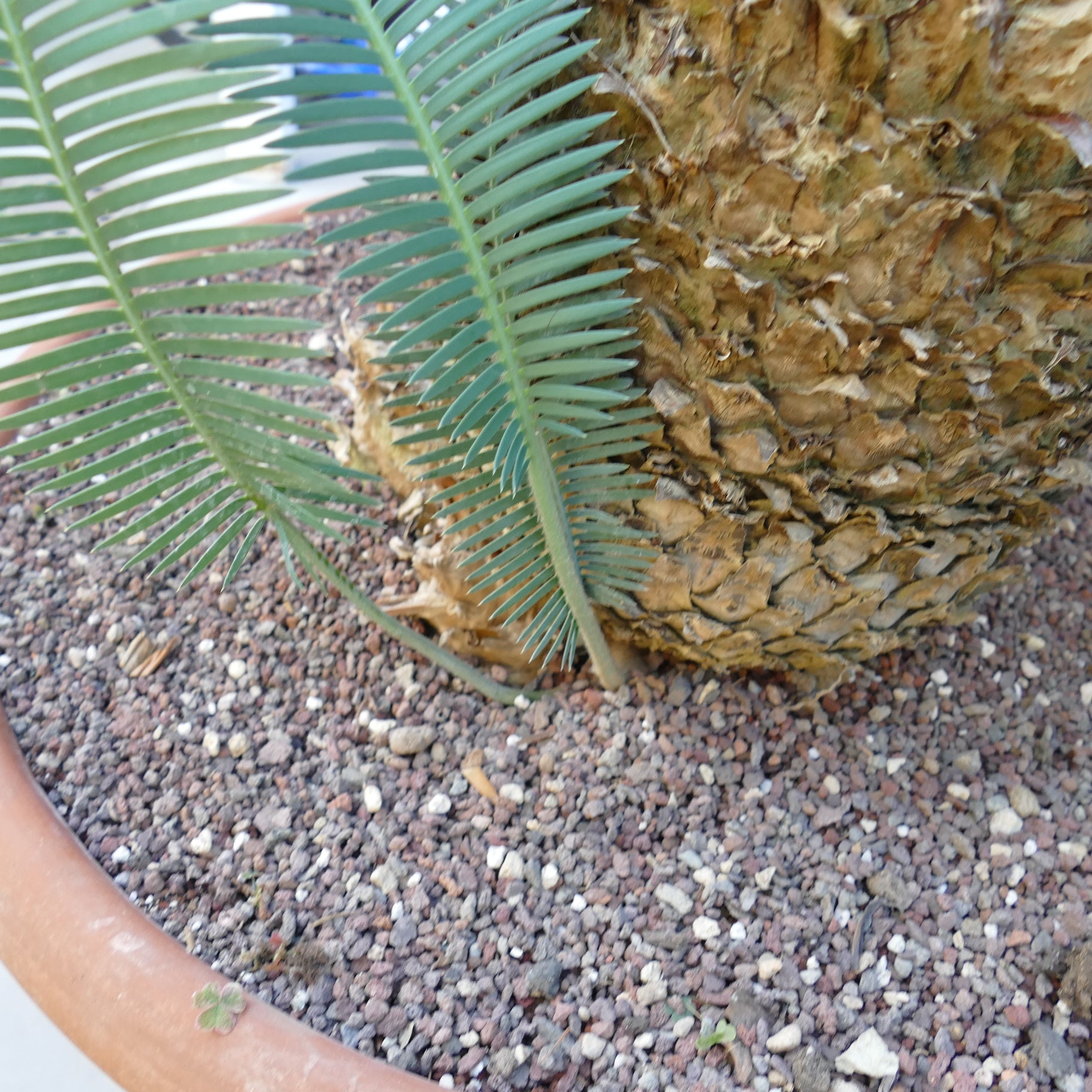 Dioon angustifolium rare cycad with textured trunk and long narrow green leaves