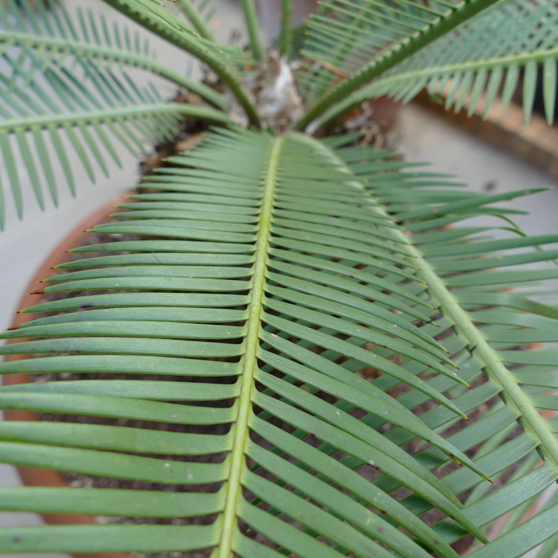 Dioon angustifolium green pinnate leaves with sharp spines on leaf tips close-up