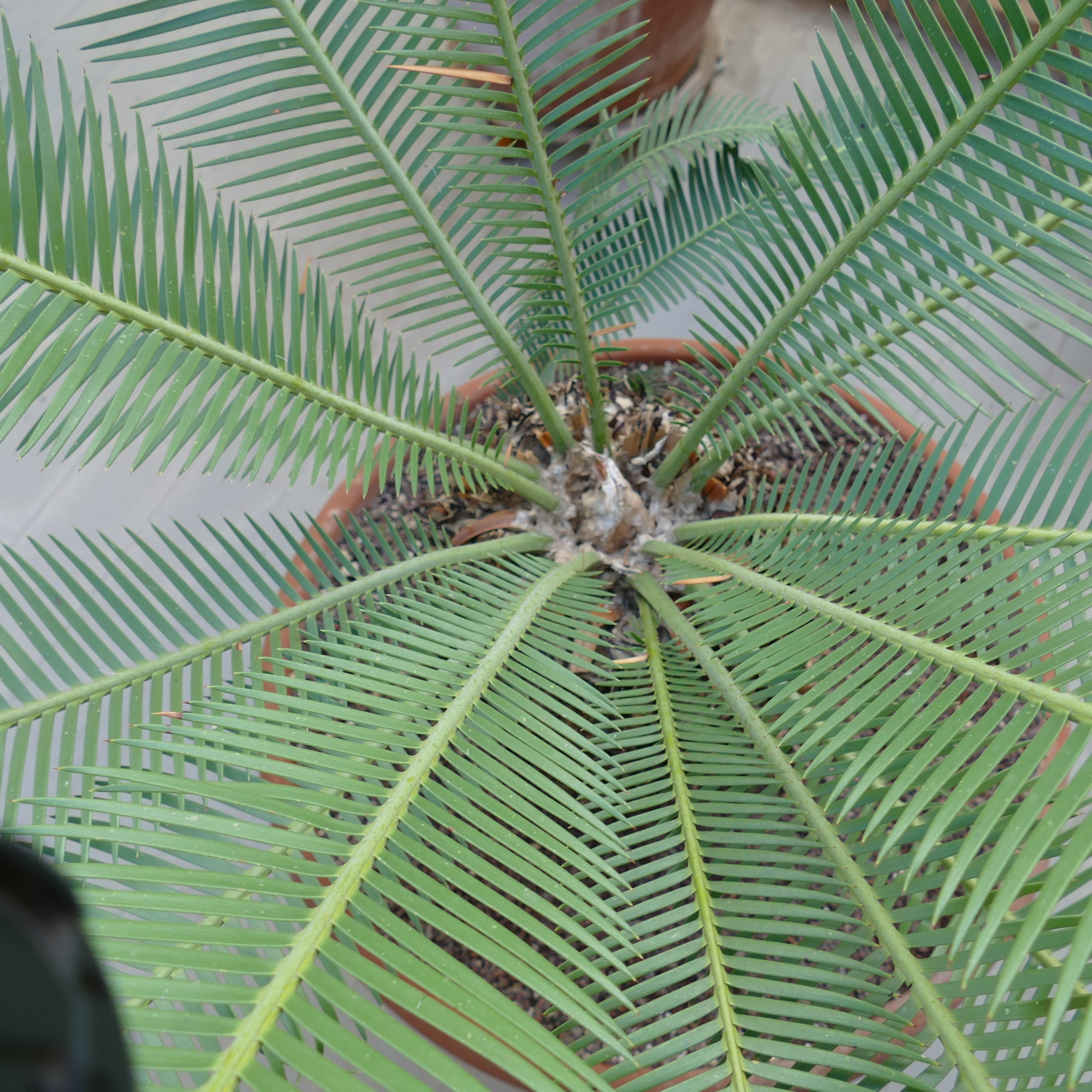 Dioon angustifolium rare cycad with long, narrow green leaflets and thick caudex base