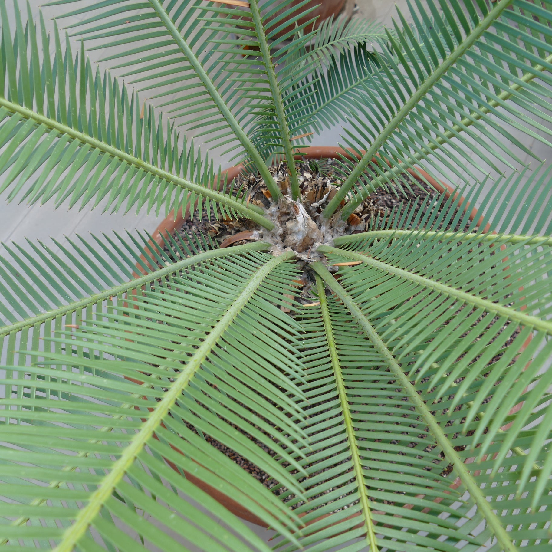 Dioon angustifolium rare cycad with long narrow green leaflets and thick caudex base
