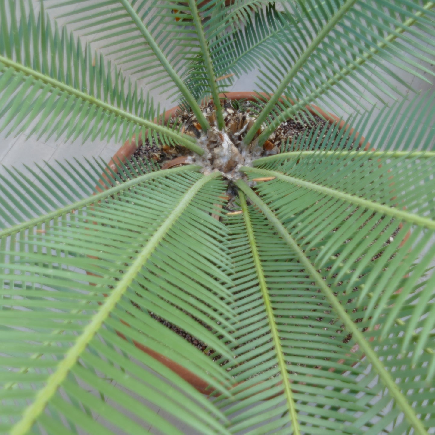 Dioon angustifolium rare cycad with long narrow green leaflets and textured caudex