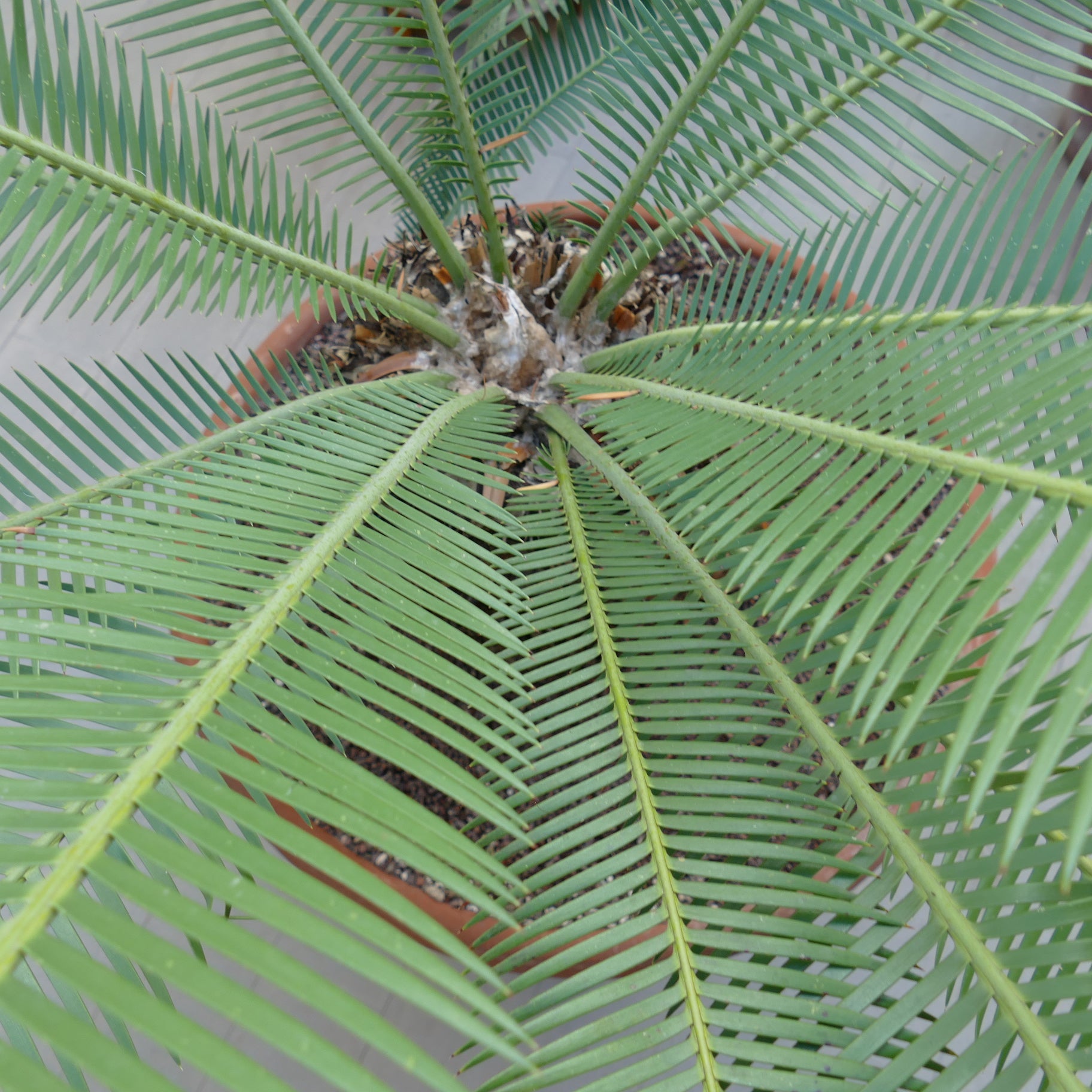 Dioon angustifolium rare cycad with long narrow green leaflets and textured caudex