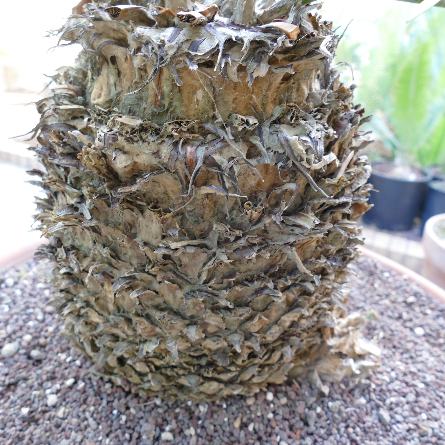 Dioon angustifolium close-up of thick, textured, brown caudex with dried leaf bases