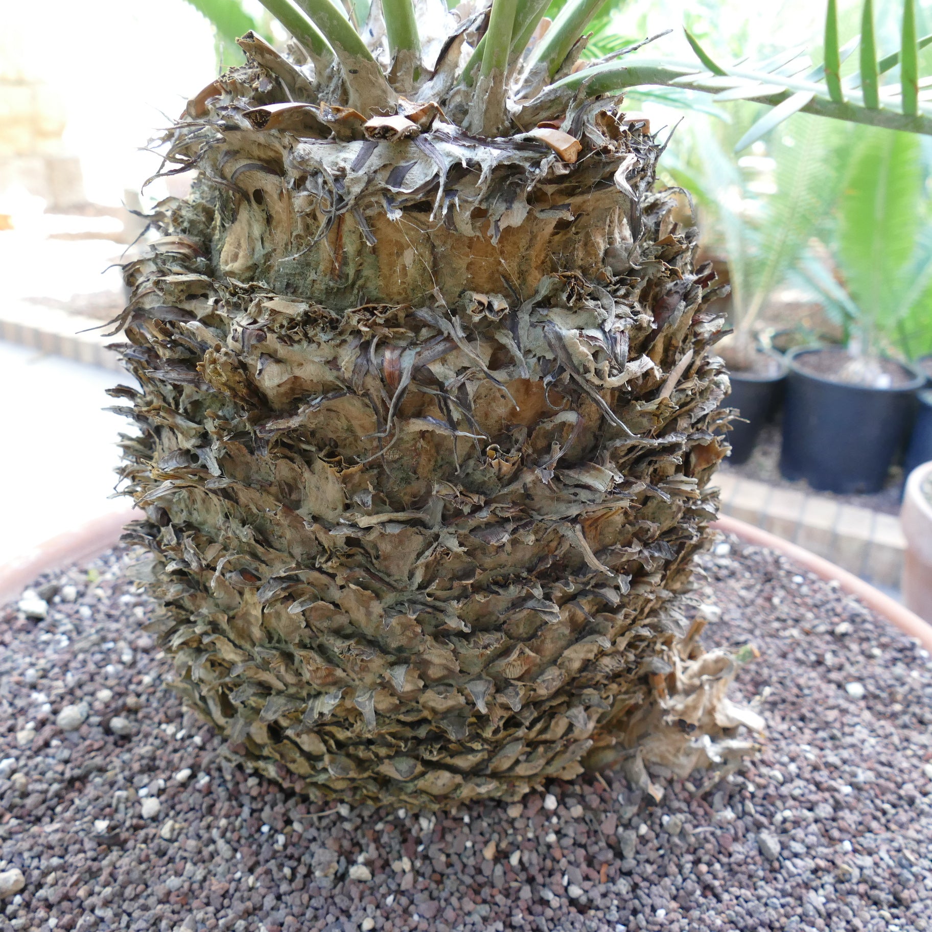 Dioon angustifolium thick textured caudex with rough brown dried leaf bases and green fronds above