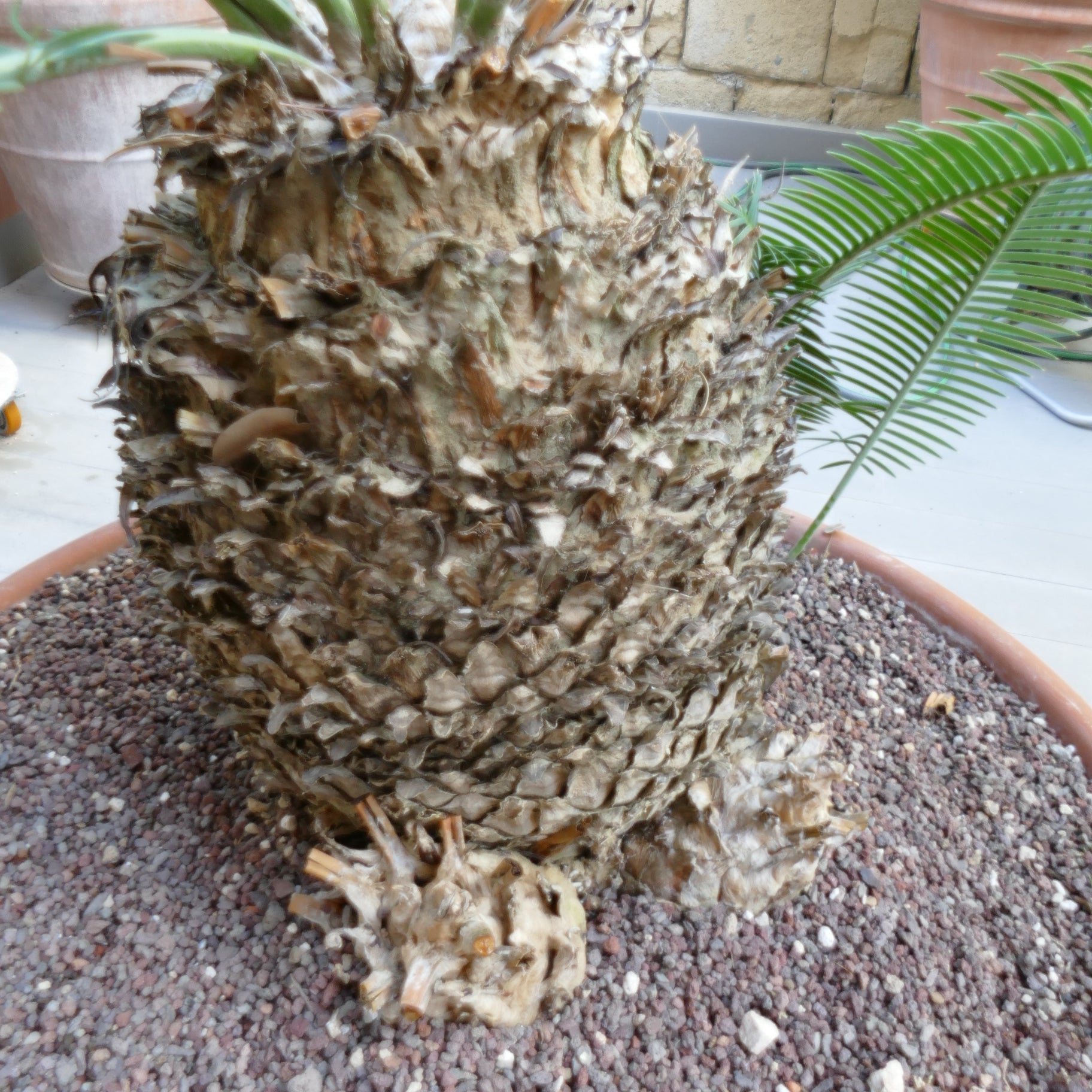 Dioon angustifolium large caudex with textured bark and green pinnate leaves emerging