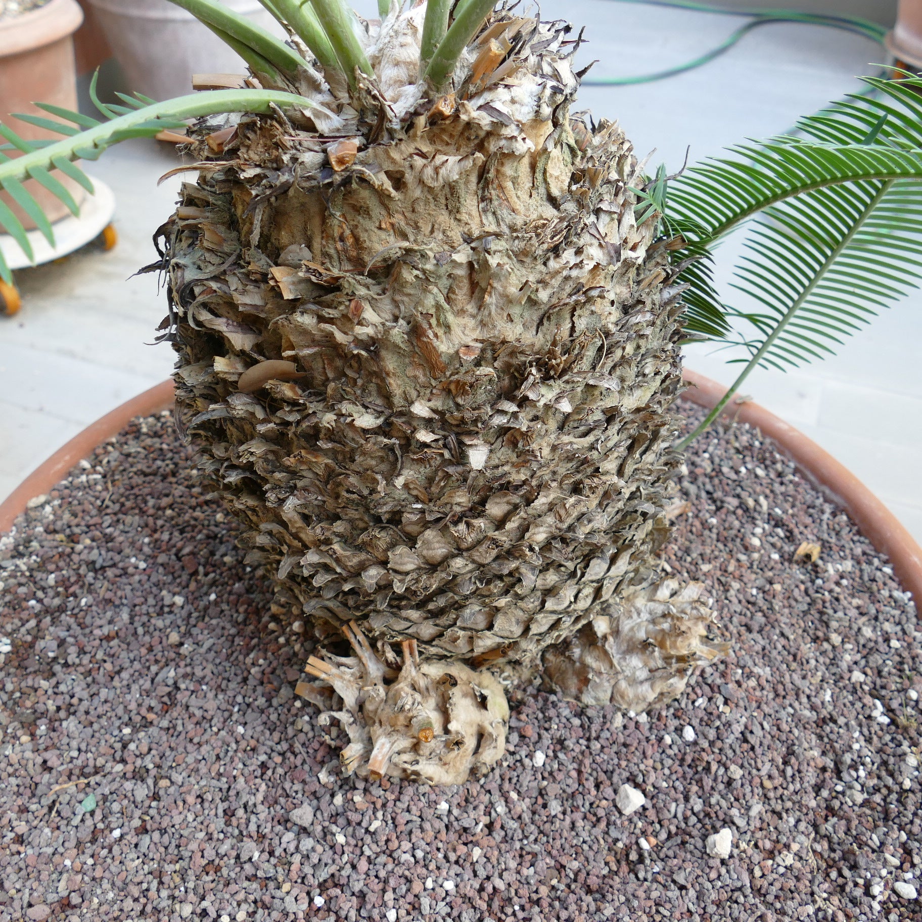 Dioon angustifolium mature caudex with textured bark and green pinnate leaves growing in pot