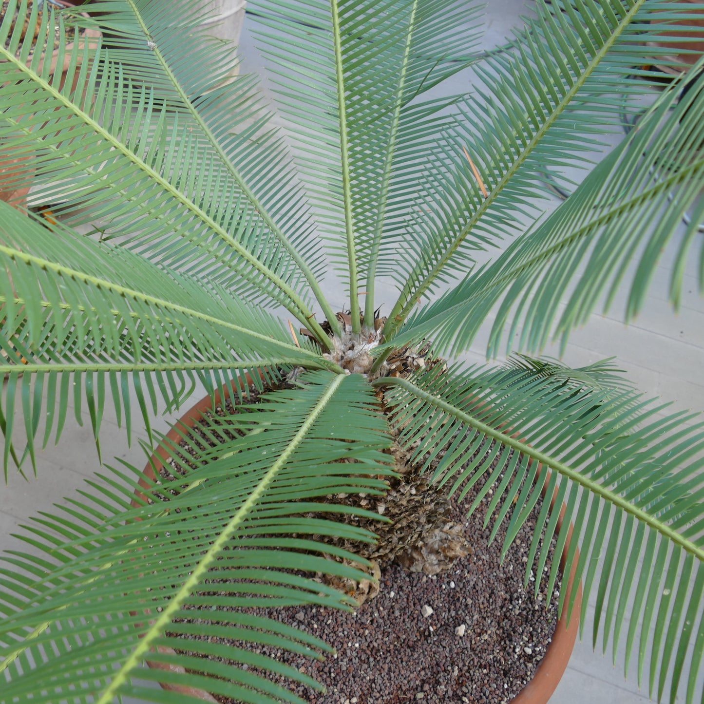 Dioon angustifolium rare cycad with long green pinnate leaves and textured caudex