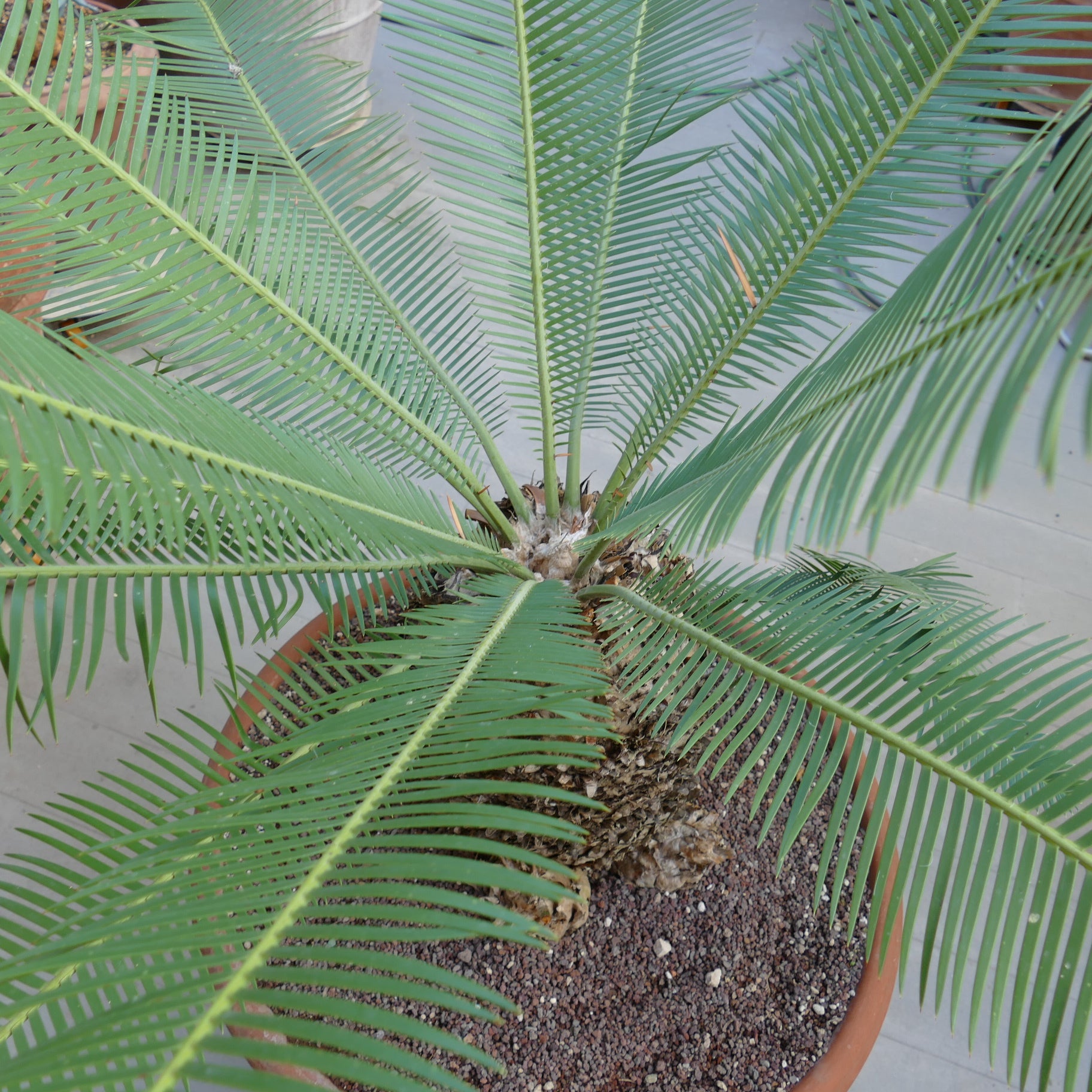 Dioon angustifolium rare cycad with long green pinnate leaves and textured caudex