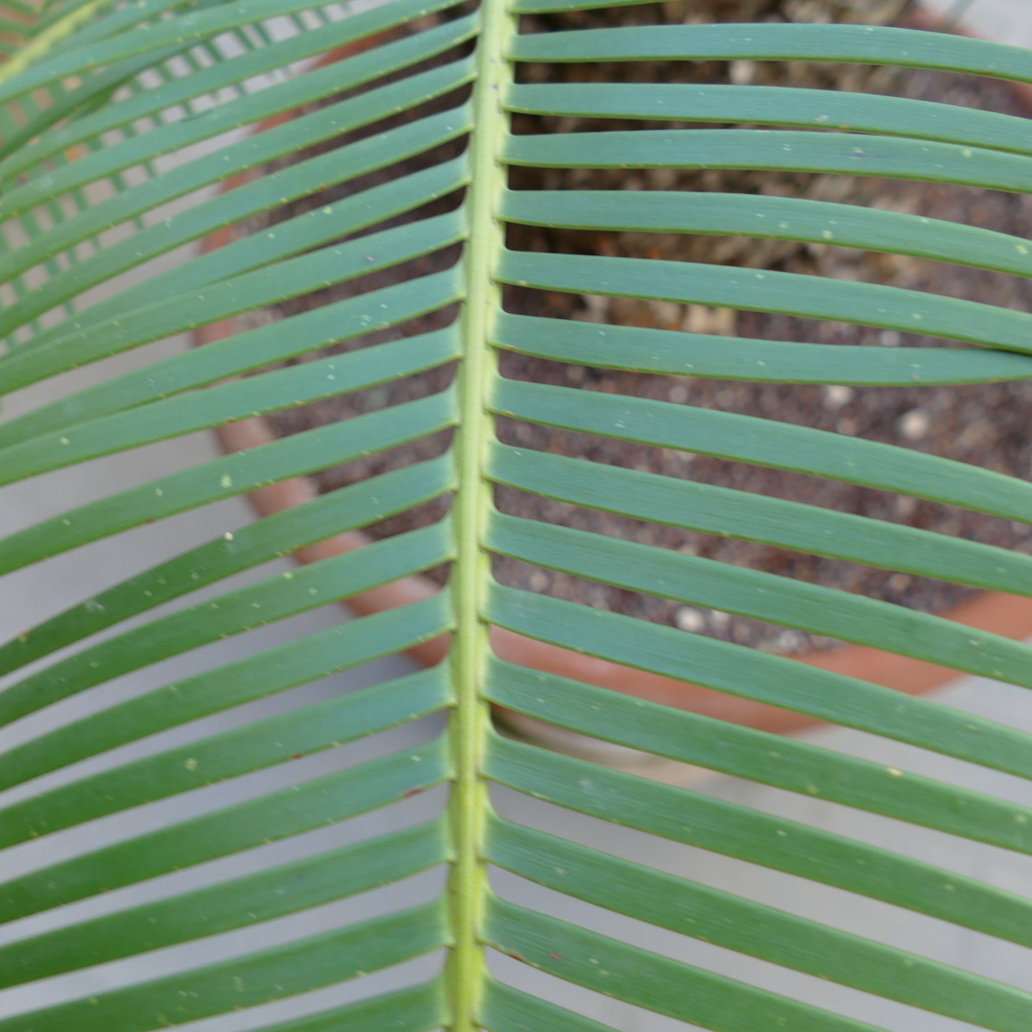 Dioon angustifolium close-up of green pinnate leaves with smooth texture and parallel leaflets
