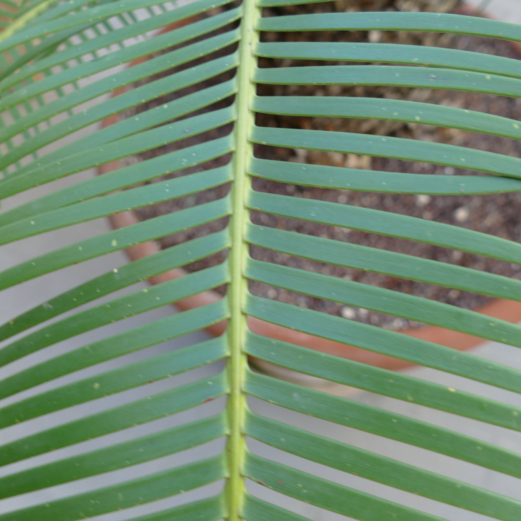 Dioon angustifolium close-up of green pinnate leaves with smooth texture and parallel leaflets