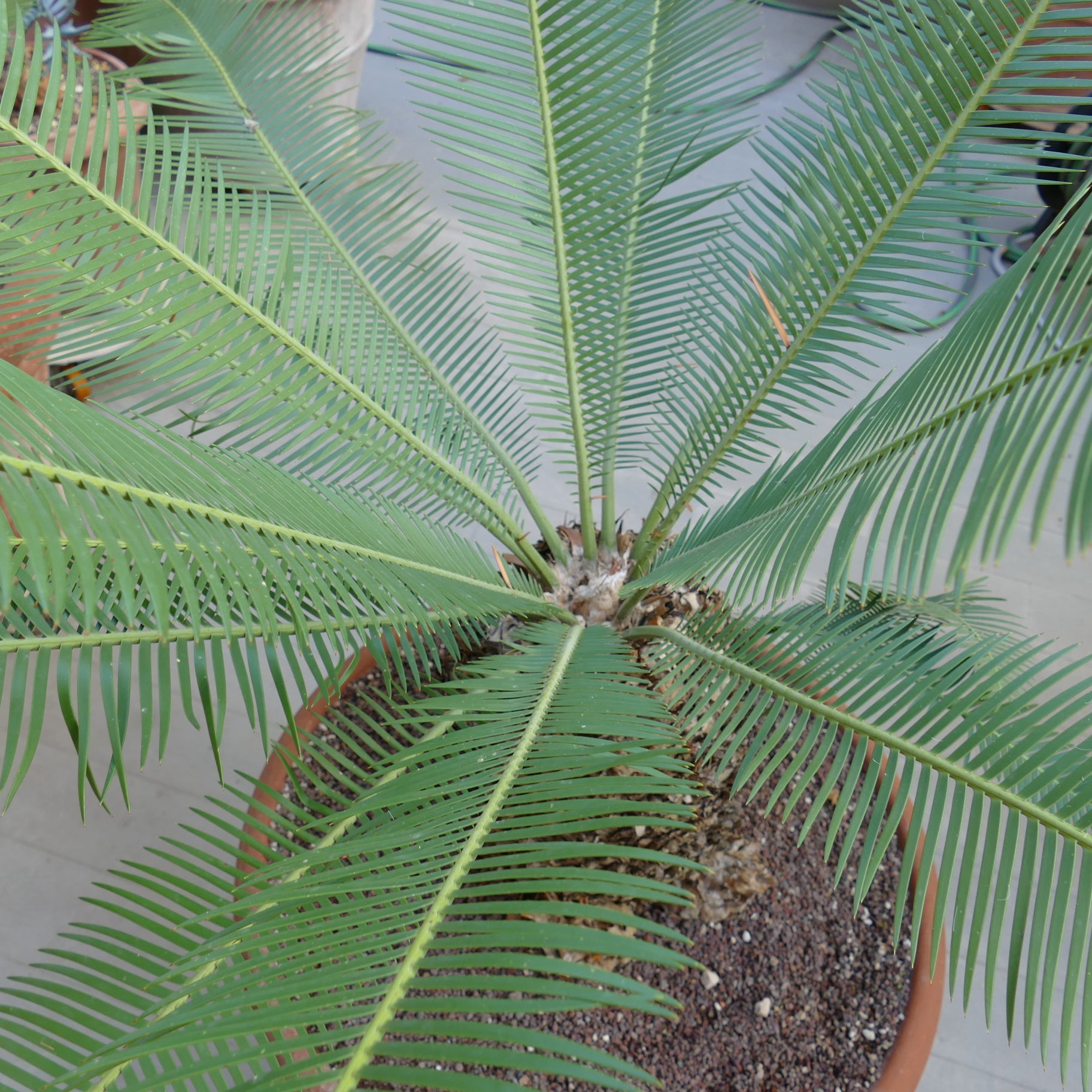 Dioon angustifolium rare cycad with long narrow green leaflets and textured caudex in pot