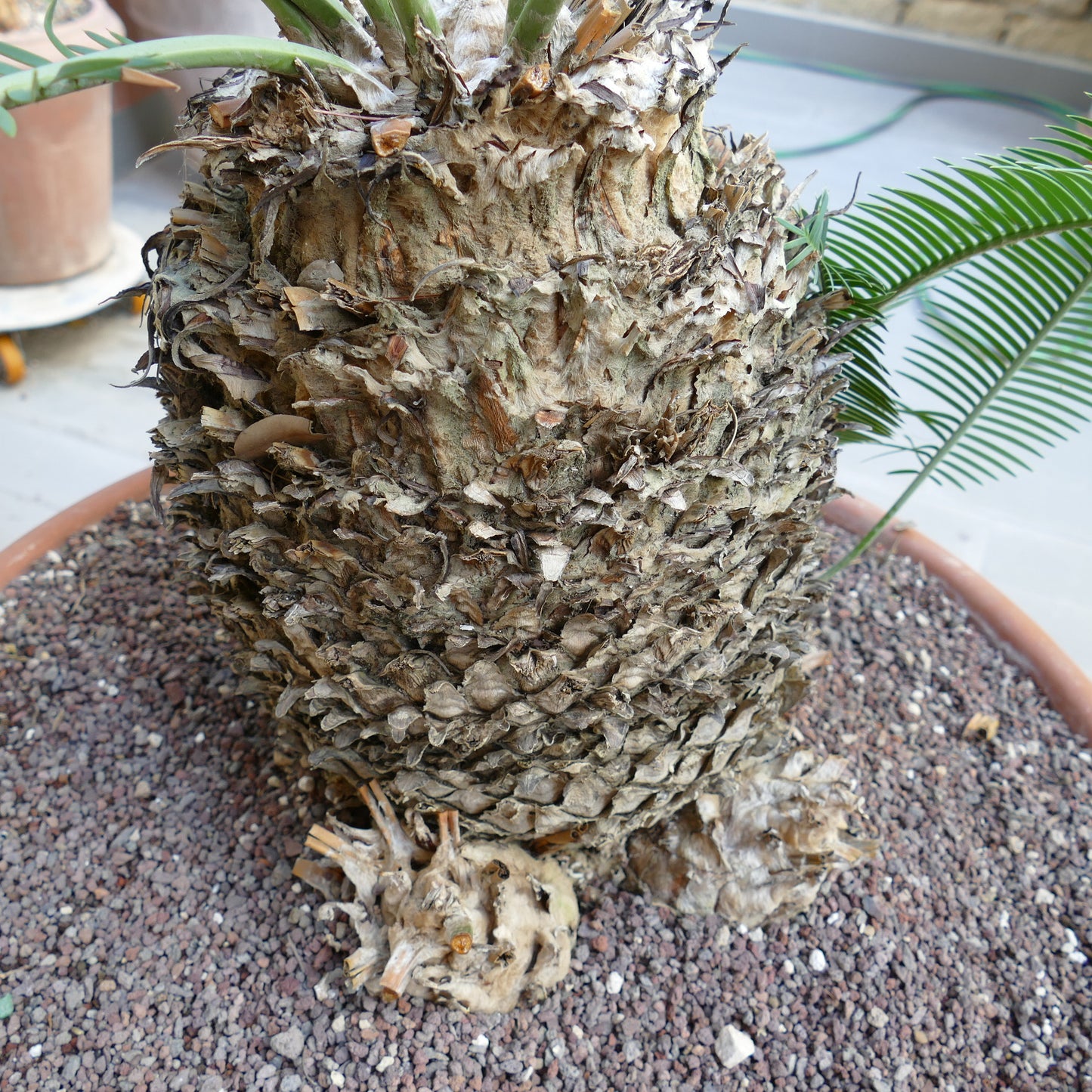 Dioon angustifolium mature caudex with textured bark and green pinnate leaves
