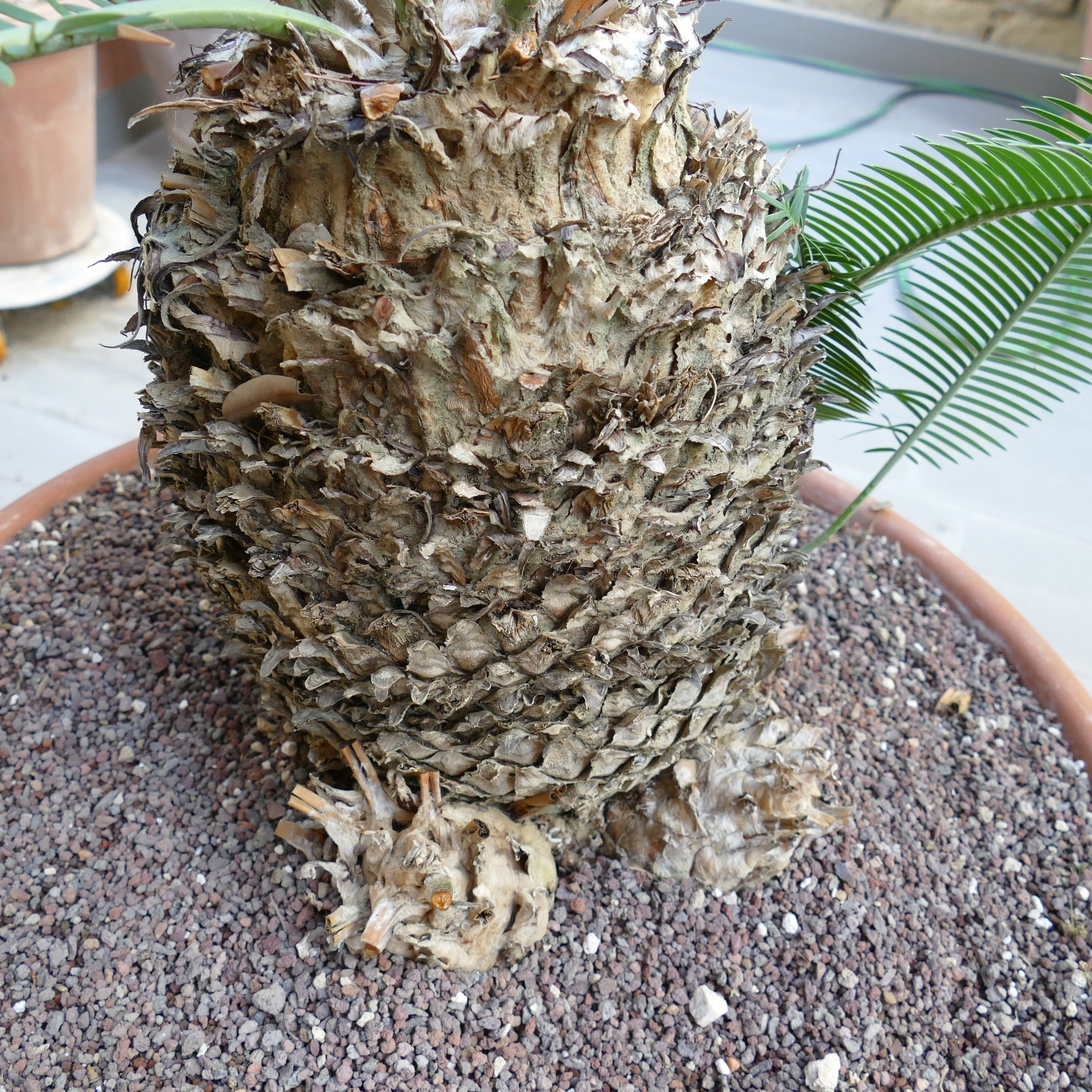 Dioon angustifolium thick caudex with rough textured trunk and green pinnate leaves