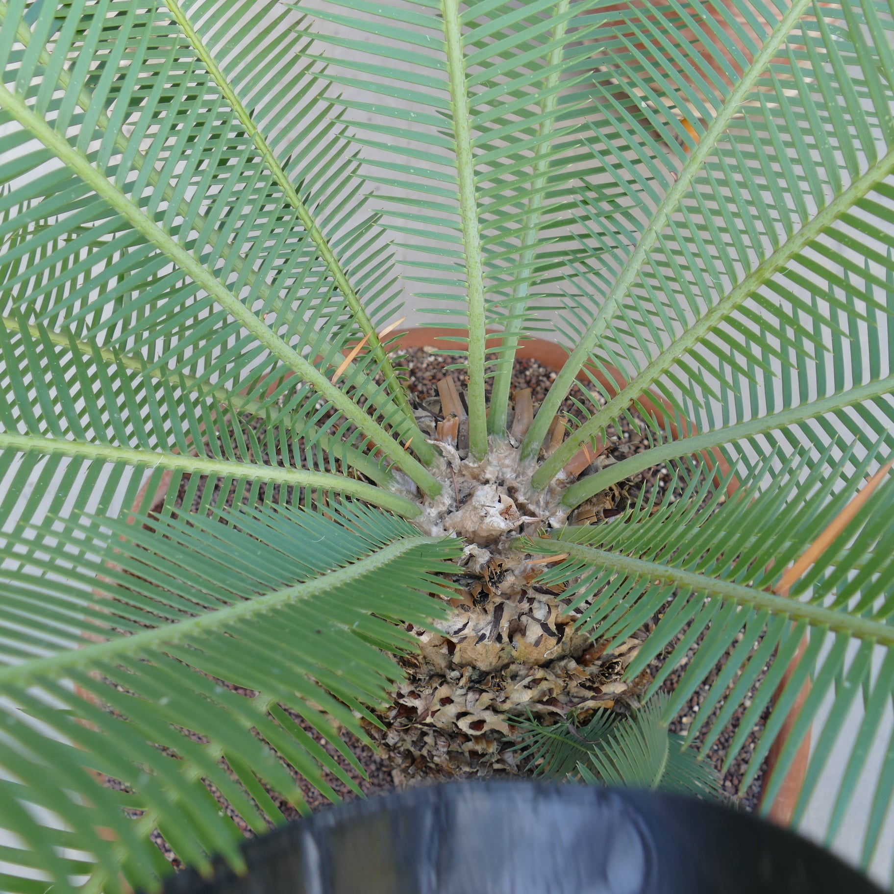 Dioon angustifolium tropical cycad with feathery green leaves and thick caudex base