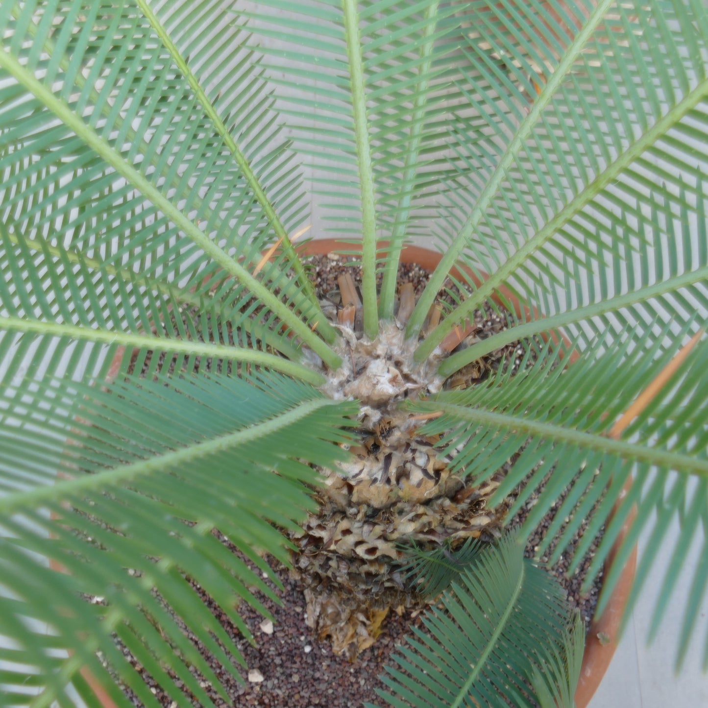 Dioon angustifolium cycad with long narrow green leaflets and textured thick caudex in pot