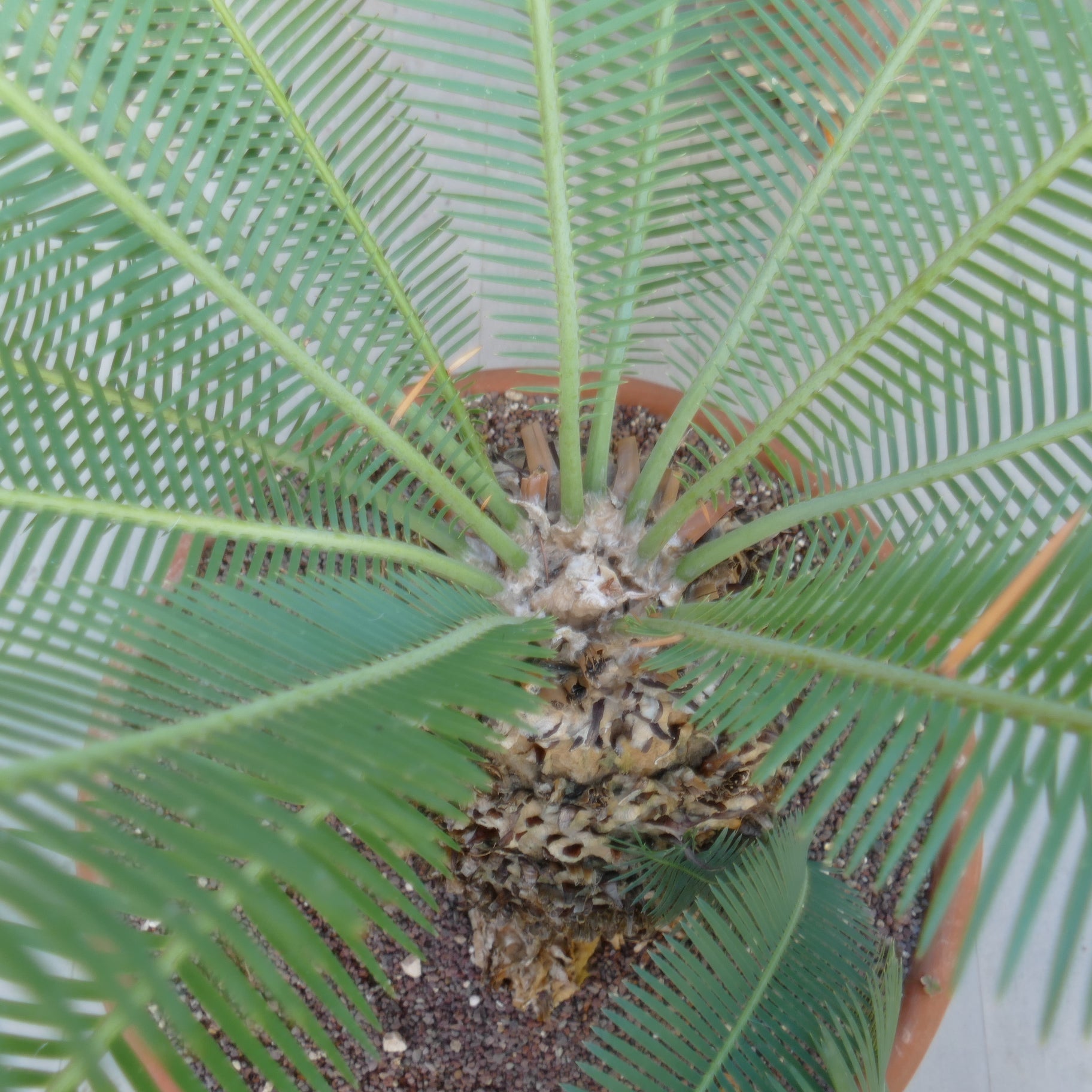 Dioon angustifolium cycad with long narrow green leaflets and textured thick caudex in pot