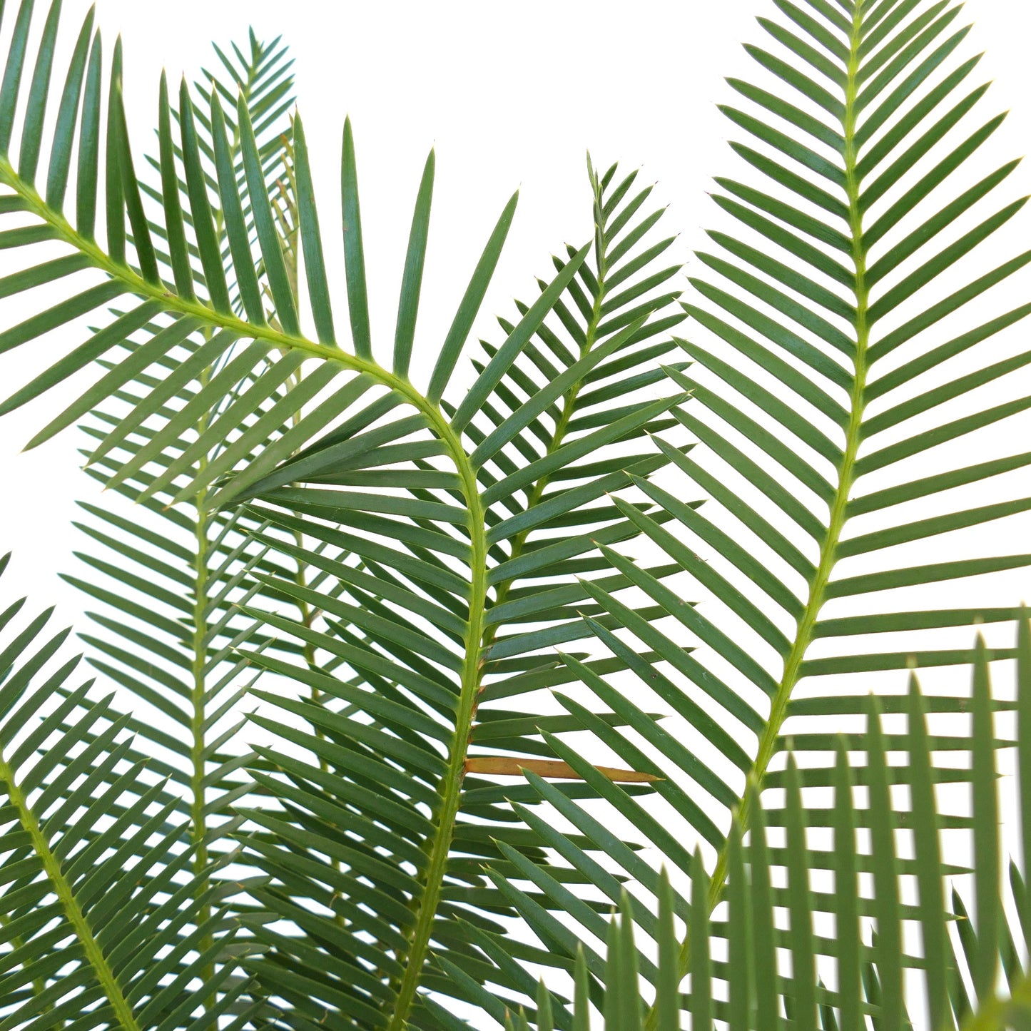 Dioon angustifolium lush green pinnate leaves with narrow, elongated leaflets close-up