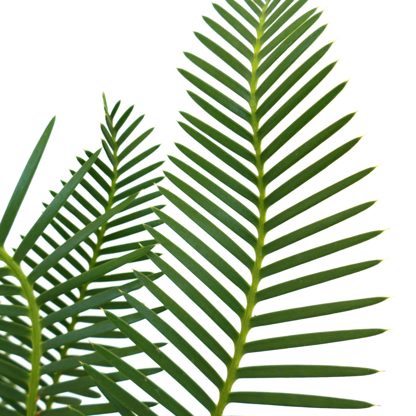 Dioon angustifolium lush green pinnate leaves with narrow, pointed leaflets close-up