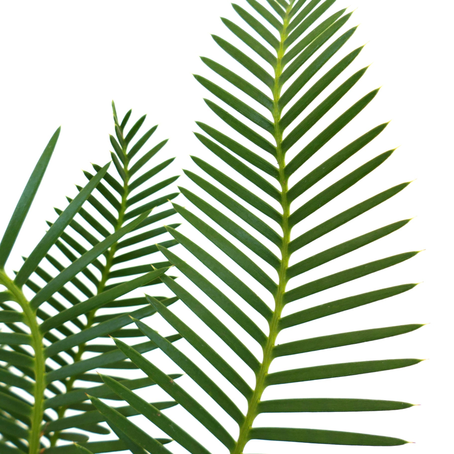 Dioon angustifolium lush green pinnate leaves with narrow, pointed leaflets close-up