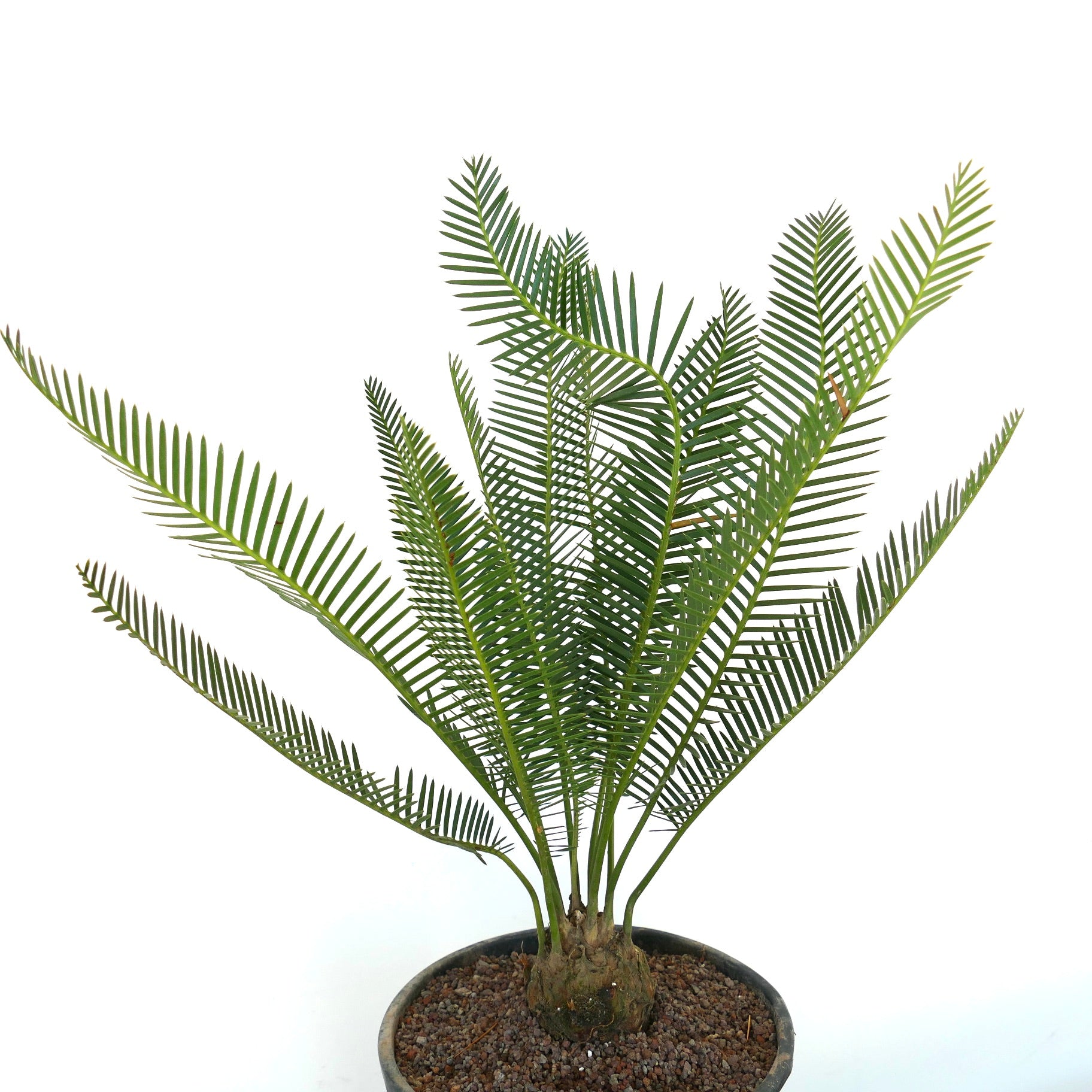 Dioon angustifolium rare cycad with slender green leaflets and thick caudex in pot