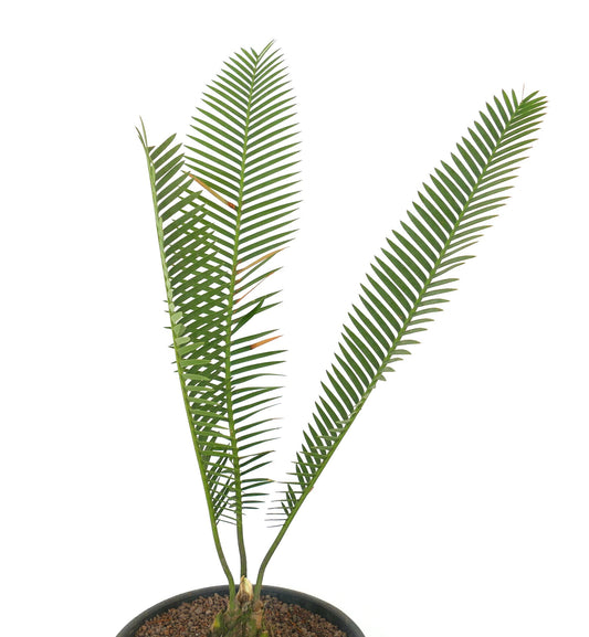 Dioon angustifolium rare cycad with long narrow green leaflets and textured caudex base