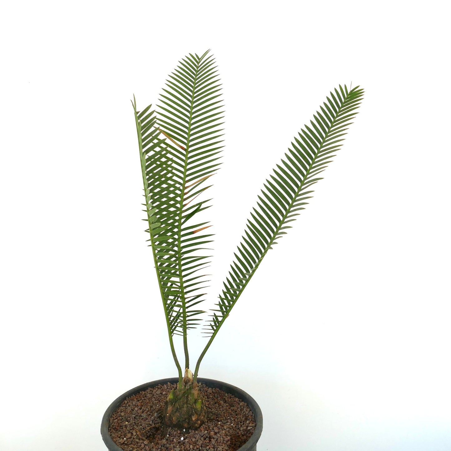 Dioon angustifolium rare caudex plant with slender green fronds in black pot