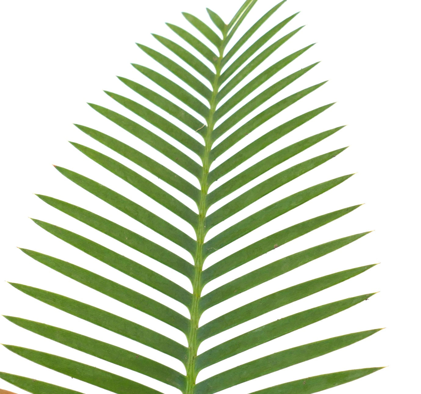 Dioon angustifolium green pinnate leaf with slender, pointed leaflets close-up