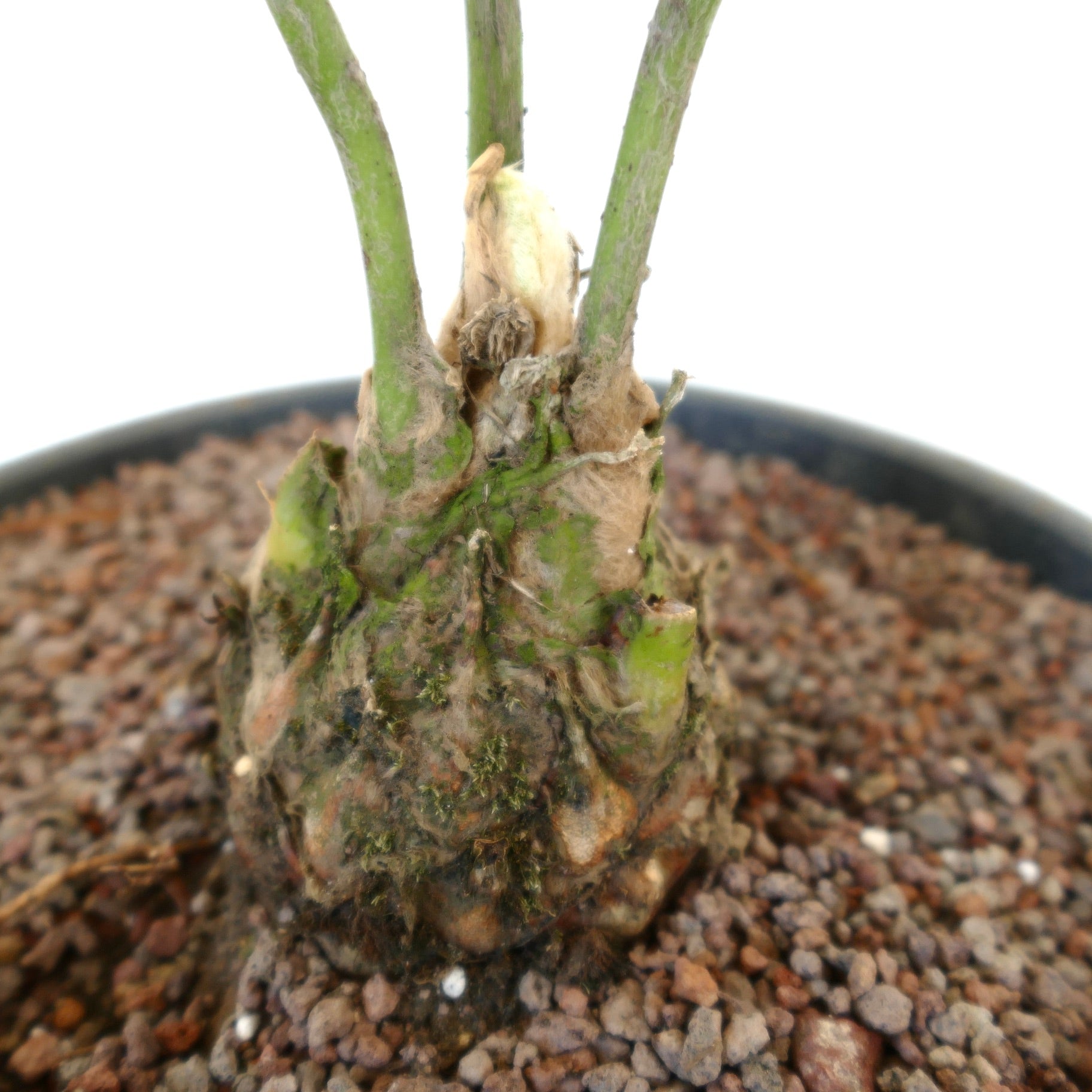 Dioon angustifolium caudex with thick green stems and textured rough surface in potting soil