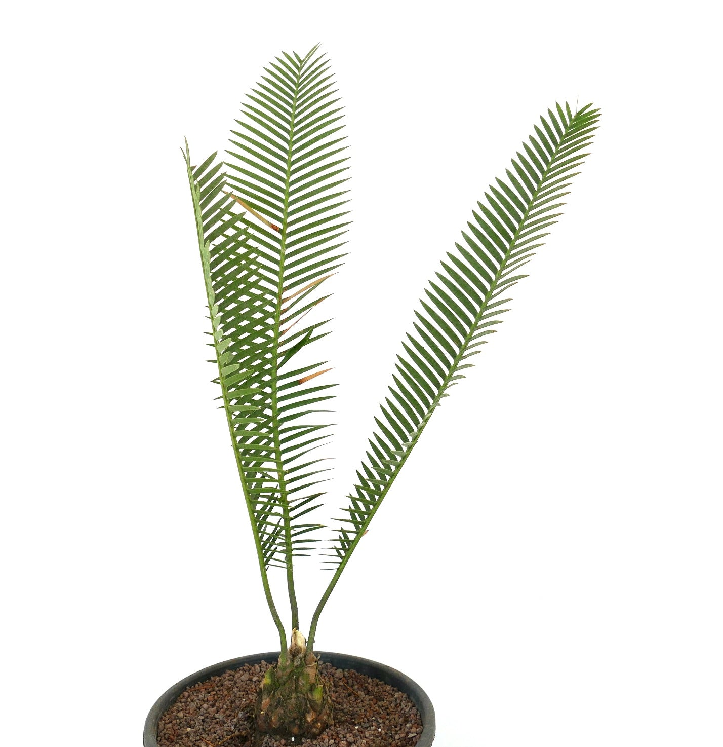 Dioon angustifolium rare caudex plant with long narrow green leaflets in pot