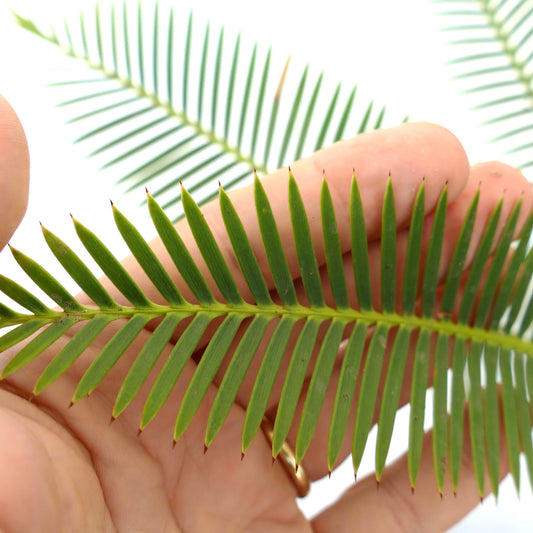 Dioon angustifolium close-up of green narrow leaflets with pointed tips and textured surface