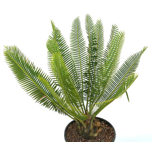 Dioon angustifolium rare caudex cycad with long narrow green leaflets in pot