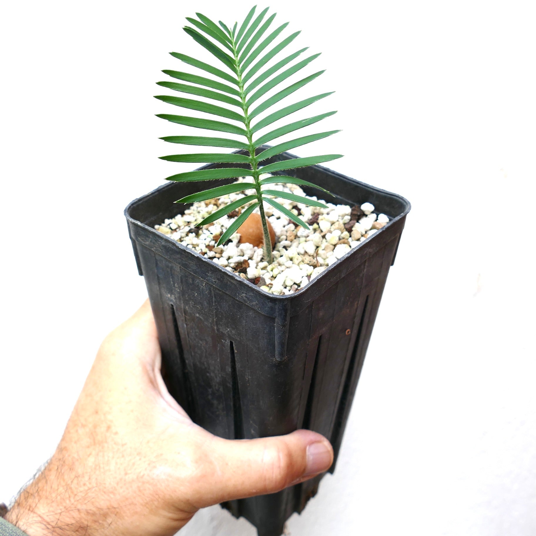 Dioon angustifolium young succulent plant with narrow green leaves in black pot