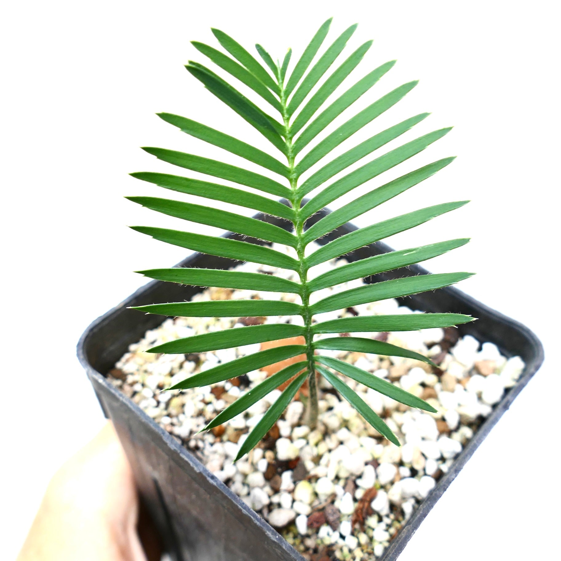 Dioon angustifolium young green cycad with narrow leaflets in small black pot