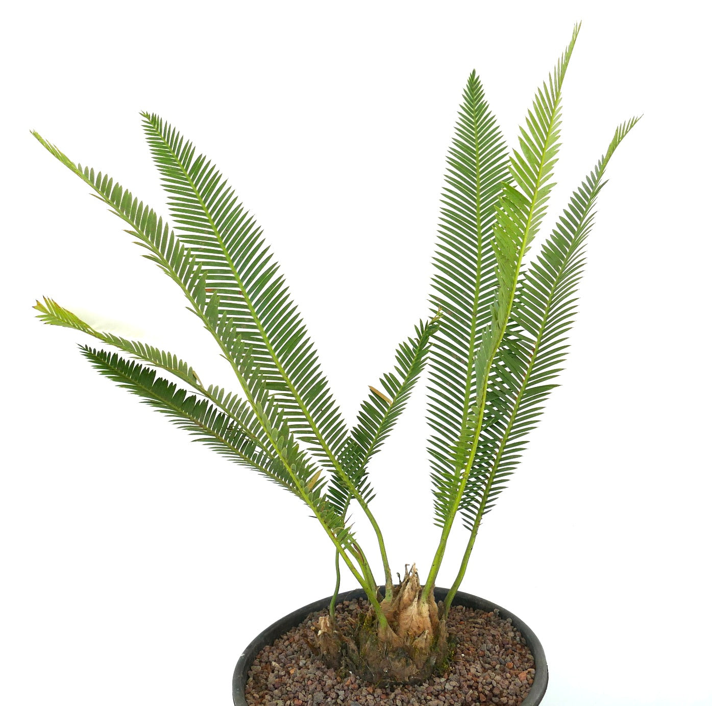 Dioon angustifolium rare cycad with slender green leaflets and thick woody base in pot
