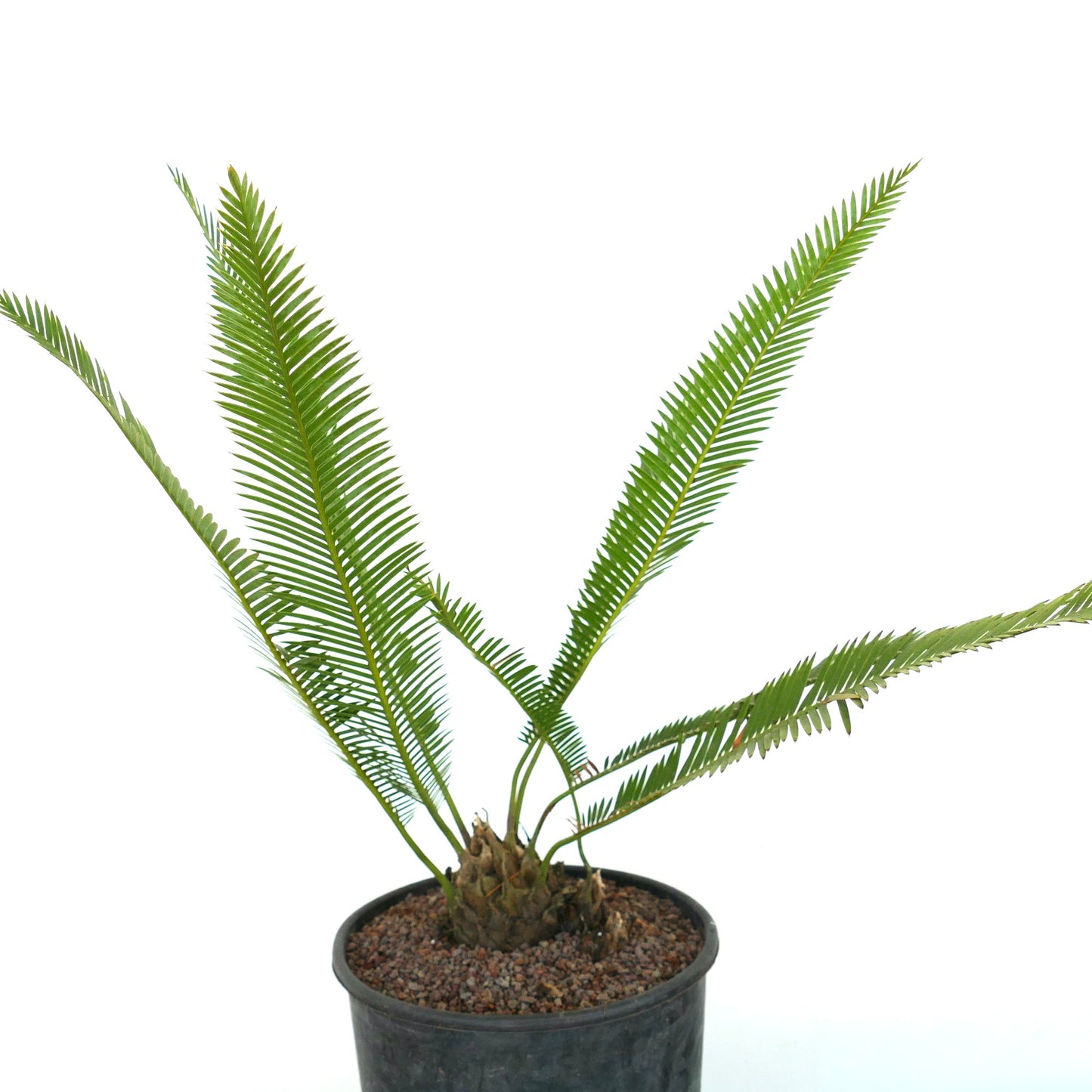 Dioon angustifolium small potted cycad with slender green leaflets and textured trunk