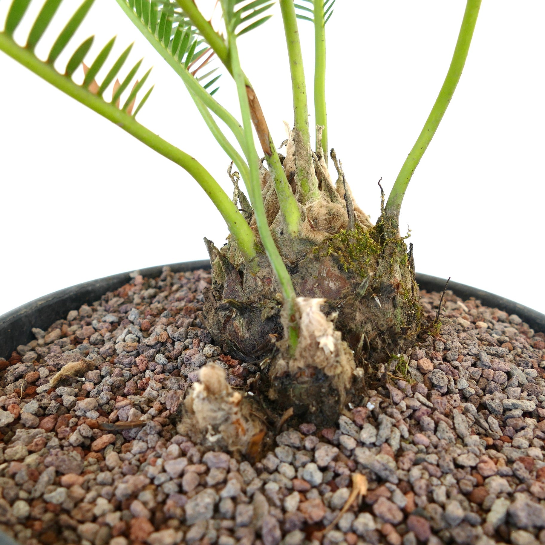 Dioon angustifolium rare cycad with thick caudex and slender green leaflets in pot