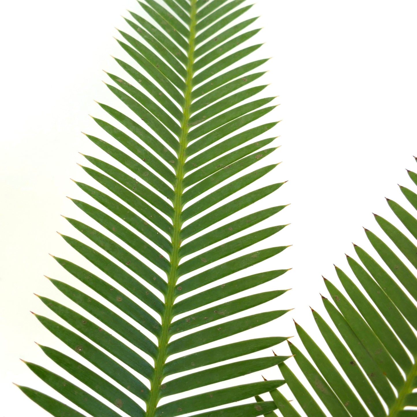 Dioon angustifolium lush green pinnate leaves with sharp tips and symmetrical leaflets