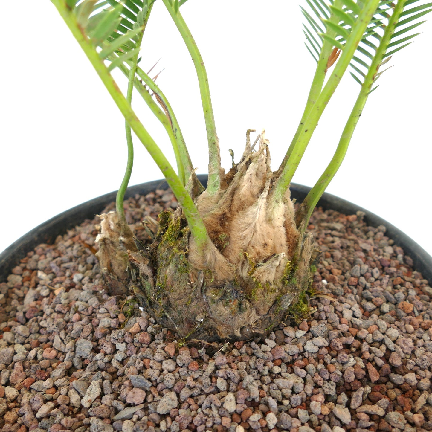 Dioon angustifolium rare cycad with thick fuzzy caudex and slender green leaflets