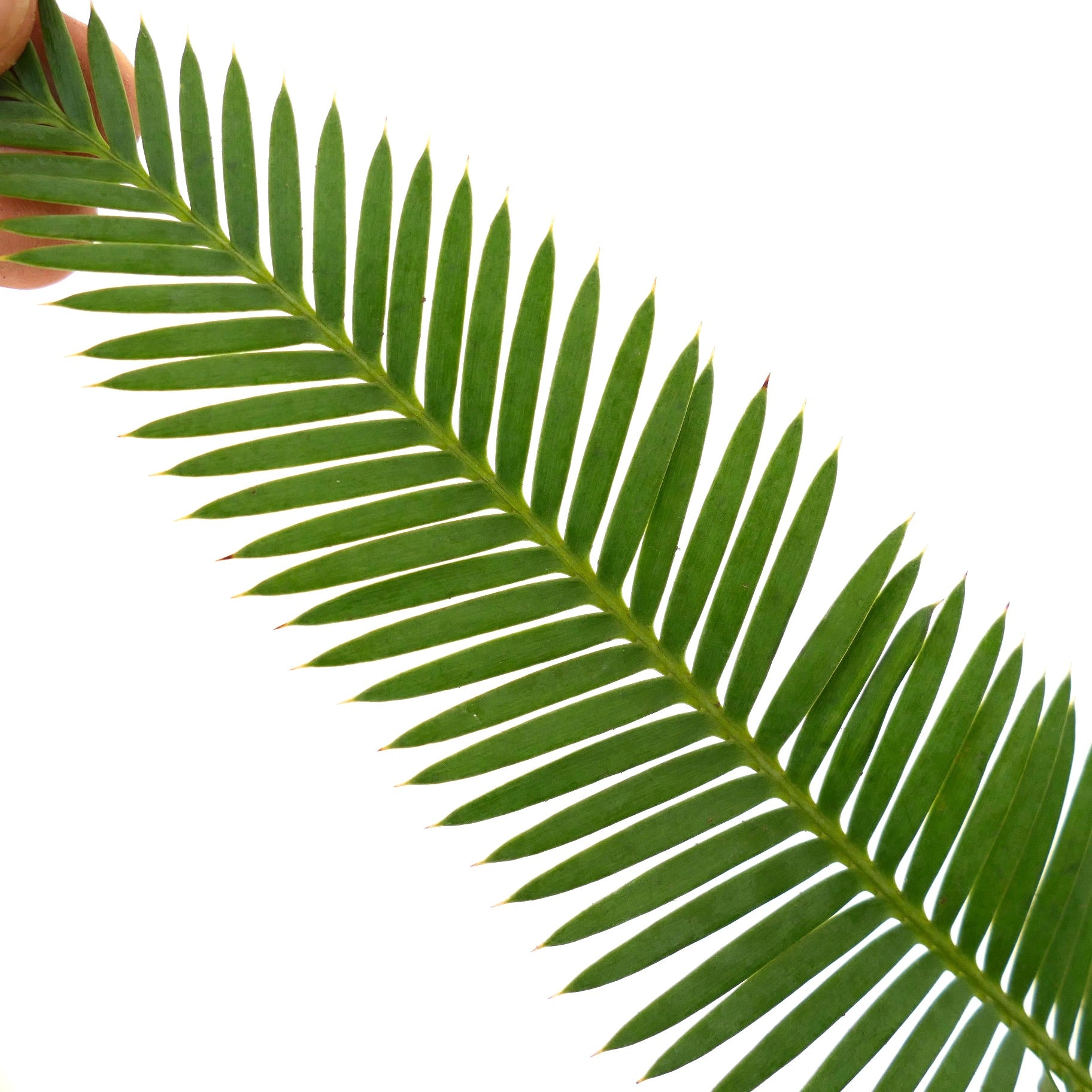 Dioon angustifolium green pinnate leaf with narrow, pointed leaflets and smooth texture