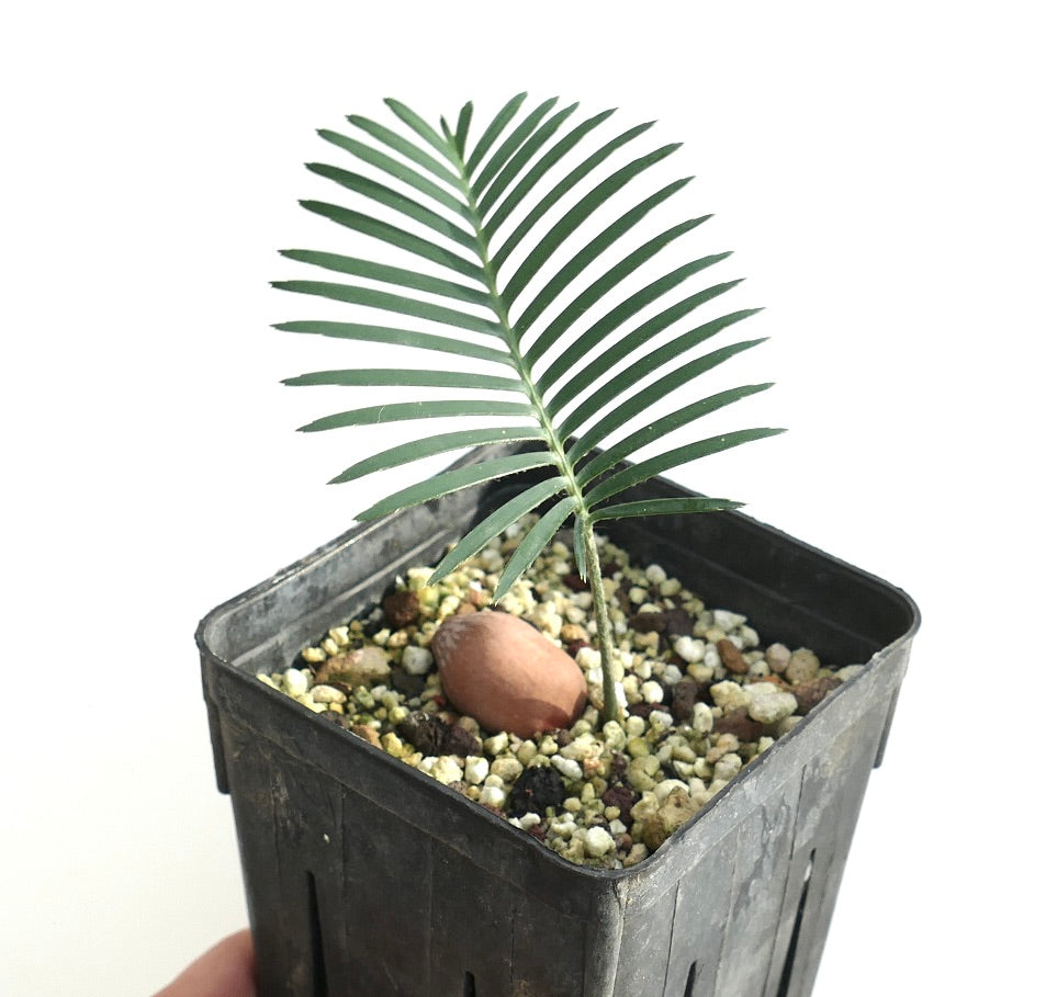 Dioon angustifolium (Nuevo León, Mexico)