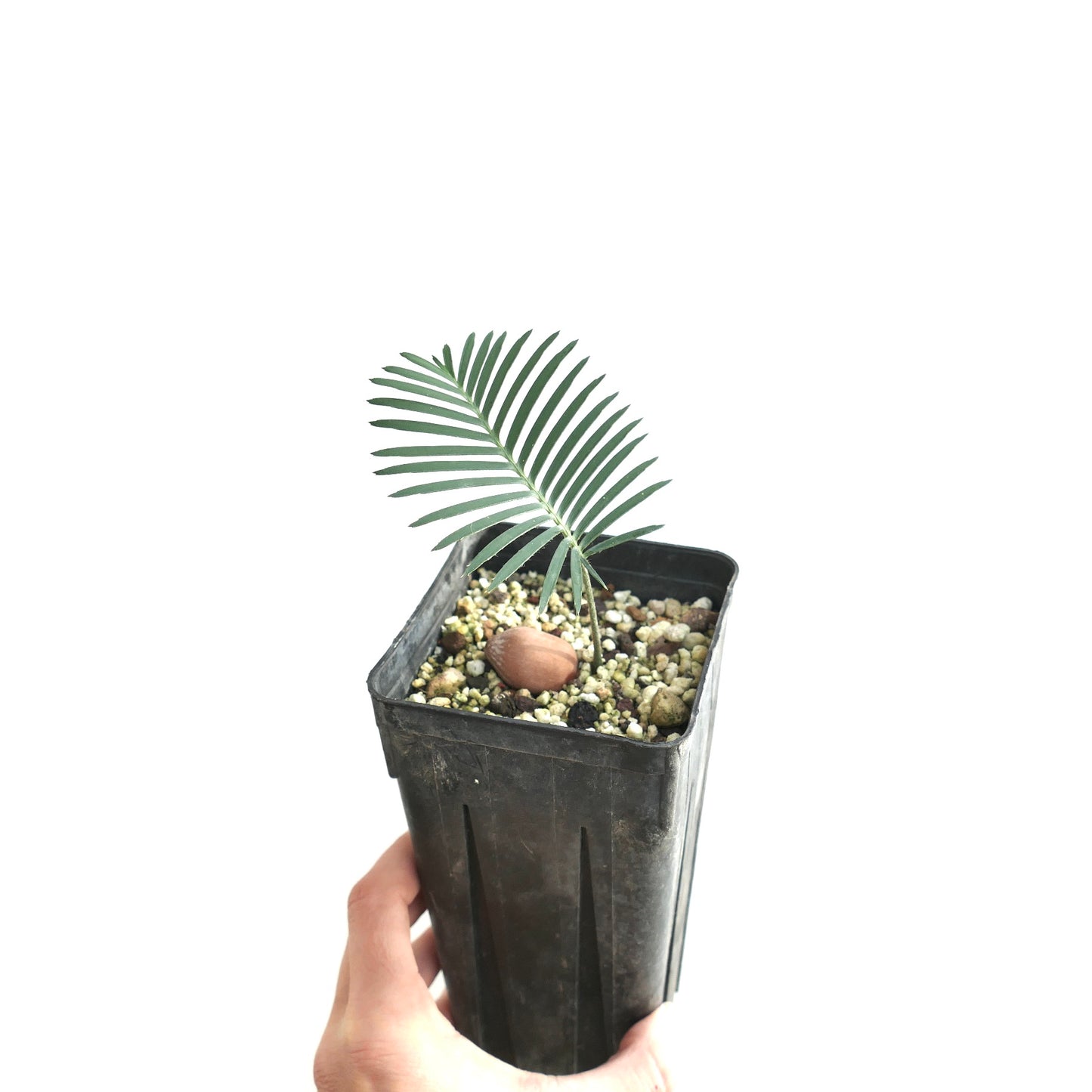 Dioon angustifolium (Nuevo León, Mexico)