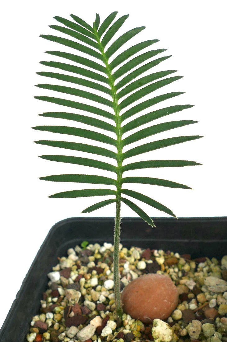 Dioon angustifolium (State of Tamaulipas, Mexico)