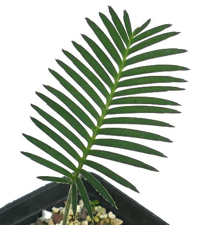 Dioon angustifolium (State of Tamaulipas, Mexico)