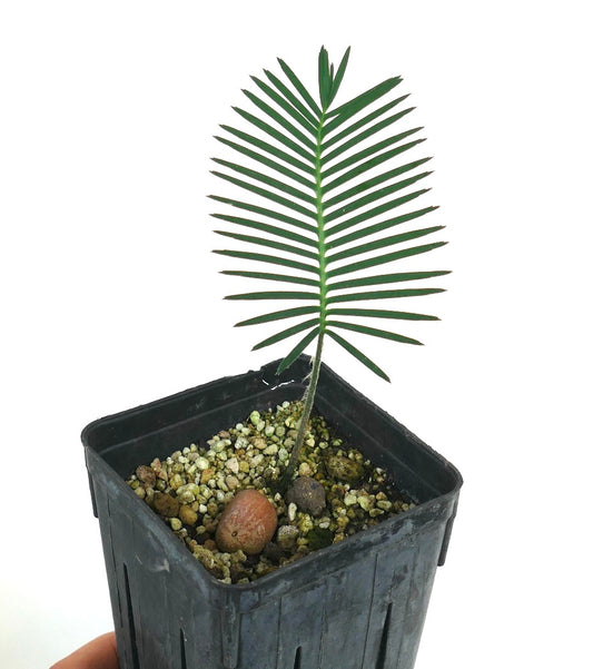 Dioon angustifolium (Tamaulipas, Mexico)