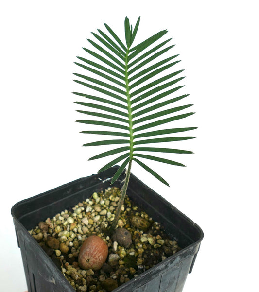 Dioon angustifolium (Tamaulipas, Mexico)