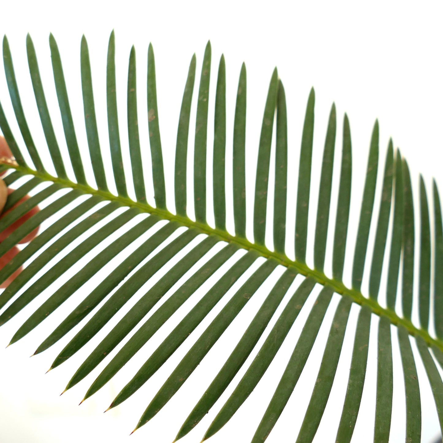Dioon anustifolium close-up of long, narrow, dark green leaflets with smooth texture