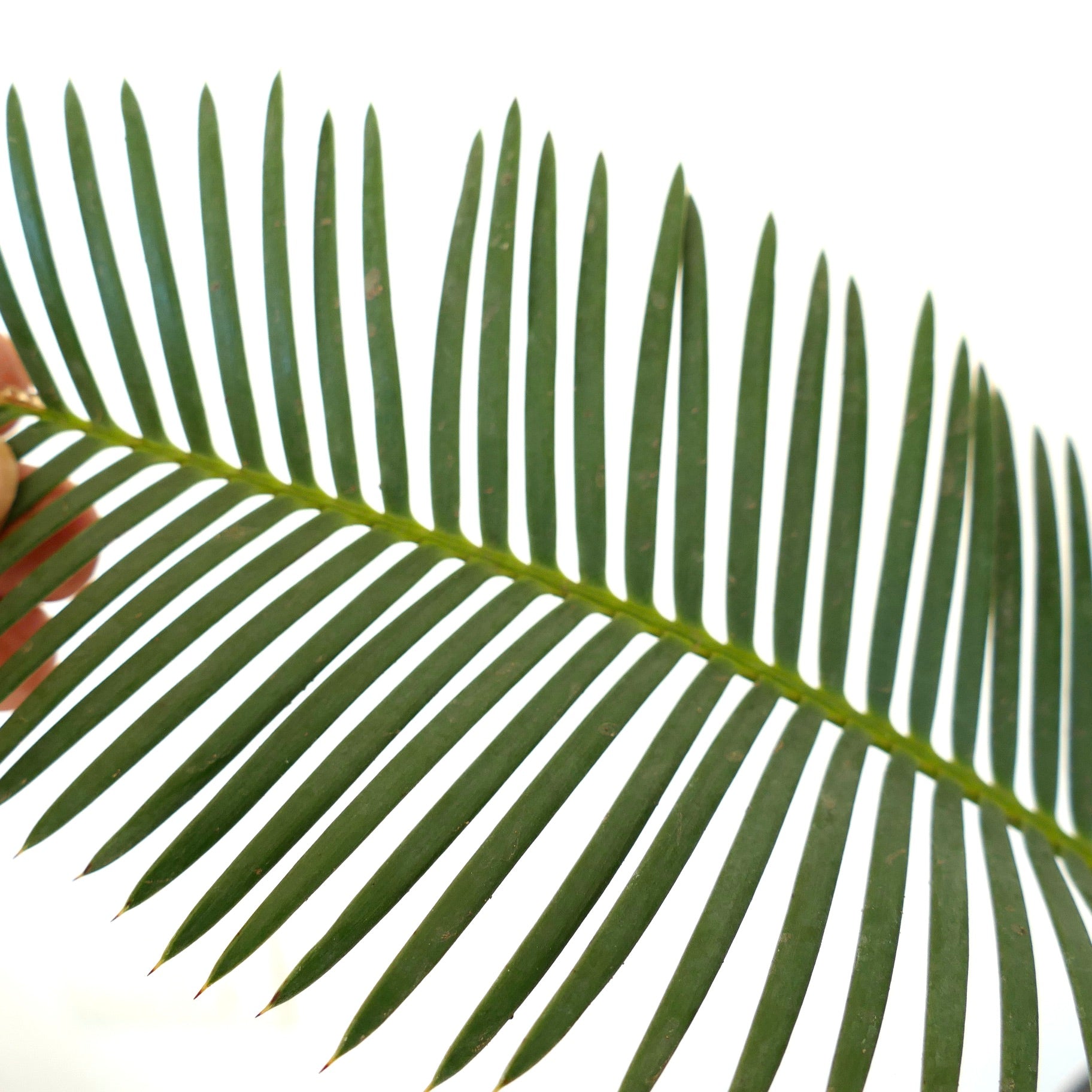Dioon anustifolium close-up of long, narrow, dark green leaflets with smooth texture
